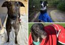 Dogs needing homes at Battersea Windsor