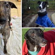 Dogs needing homes at Battersea Windsor