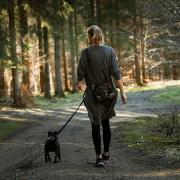 How often should I walk my dog? Experts give advice after temperatures soar