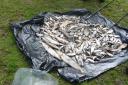 Thames Water fined £2.3 million for pollution. 1,144 fish died as a result of failings