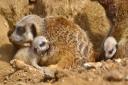 Meerkat pups with their parents at Beale Park pic chris forsey 12/8/15