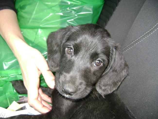 A puppy rescued by officers from a Slough farm