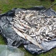Thames Water fined £2.3 million for pollution. 1,144 fish died as a result of failings