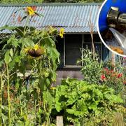 File photos of an allotment and a broken water pipe