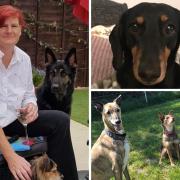 Left to right: Karen Woodage with her dogs Ryke and Ruby, Galina Gridneva's Daschund Poppy rspca fireworks warning
