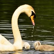 This pic of a mother swan and her cygnets in Berkshire is one of the many images we got this month (Paul King)