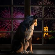 A Generic Photo of a dog and fireworks.