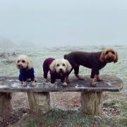They needed to wrap up warm! (Sarah Norris-Andrews)
