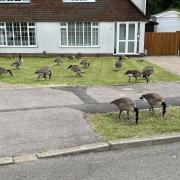 Geese on neighbours' lawns in Maiden Erlegh