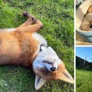 Have you seen Gary? A completely tame fox is missing in Berkshire