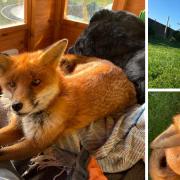 Find Gary the fox! A completely tame fox is STILL missing in Berkshire