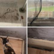 Photos from Samantha Richards showing the state of the mould at her home in Whitley Wood.