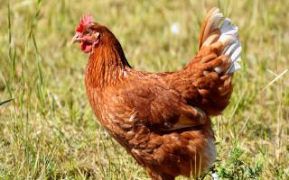 Police appeal after two chickens STOLEN from walk-in coop