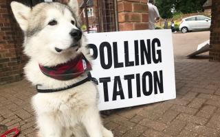 Dogs at polling stations: Can I take my dog with me to vote?