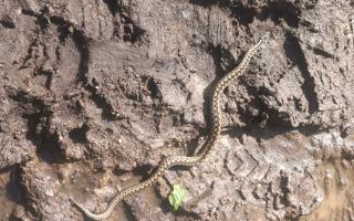 Residents advised to 'take care' after adders spotted in Berkshire