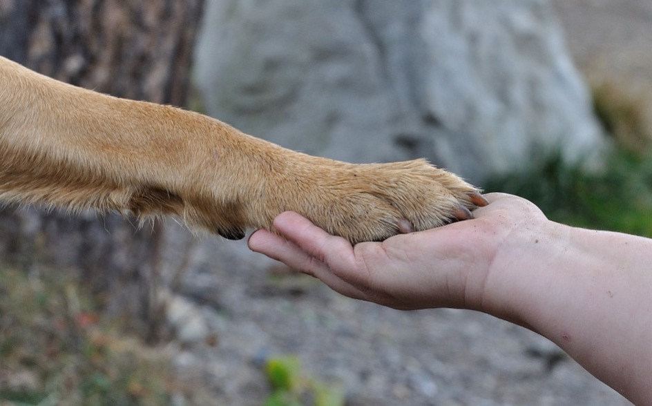 PICTURED: Dog owners are being advised to clean their dogs paws after muddy walks. Stock image