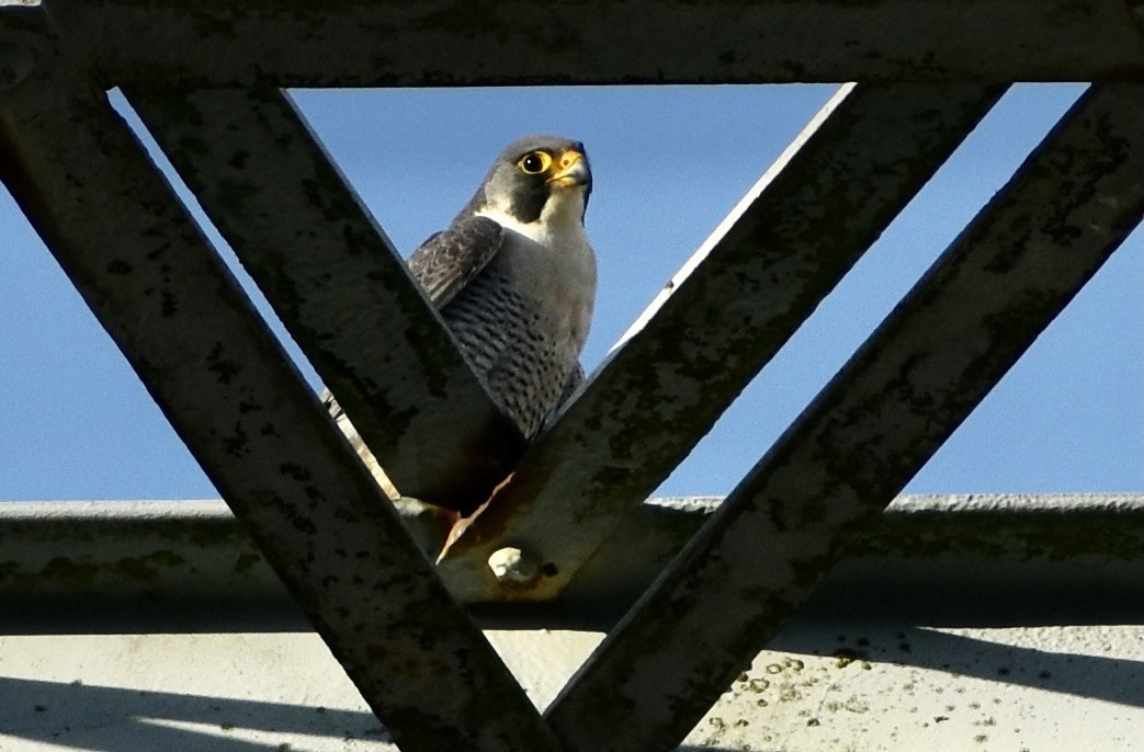 Peregrine falcon at the gas tower. By photograper Leslee Barron