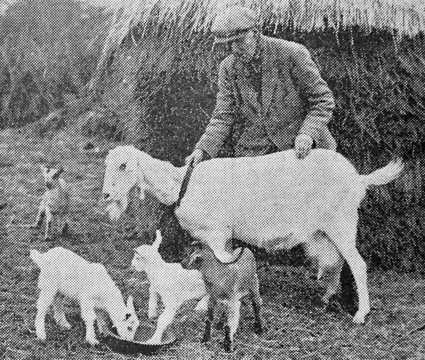 NO KIDDING: A goat having ‘quads’ made the headlines in 1946