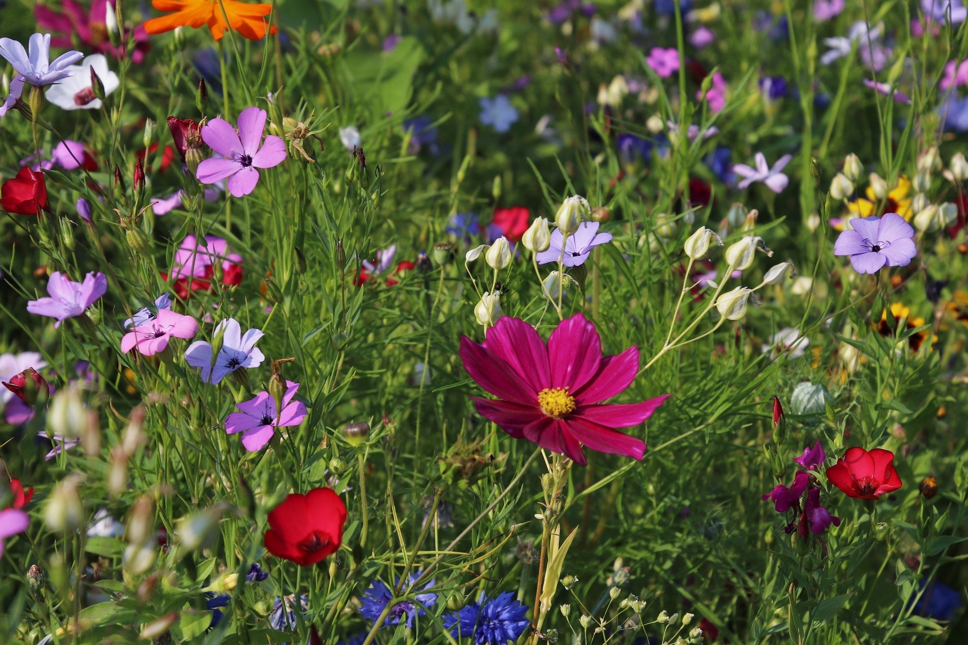 Stock image of wildflowers 