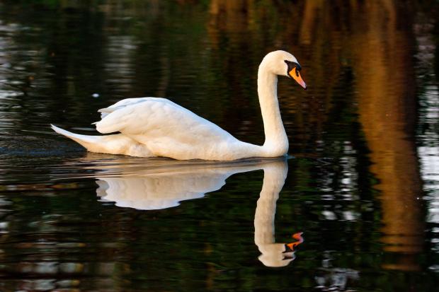 Swan picture. Library image captured by Kelvin Elton