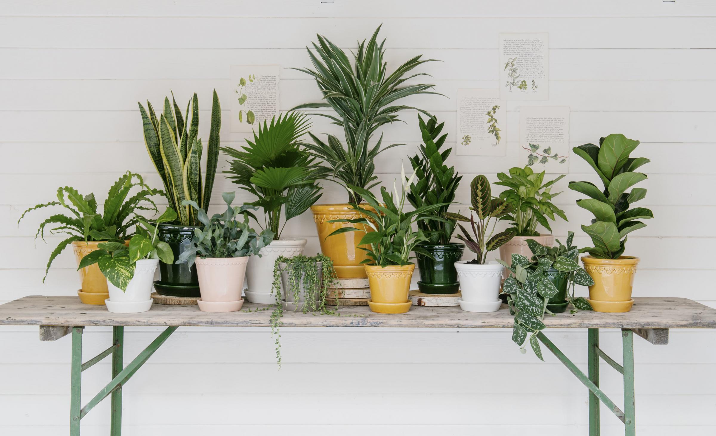 Generic picture of a selection of houseplants. Pic: Beards & Daisies/PA. 
