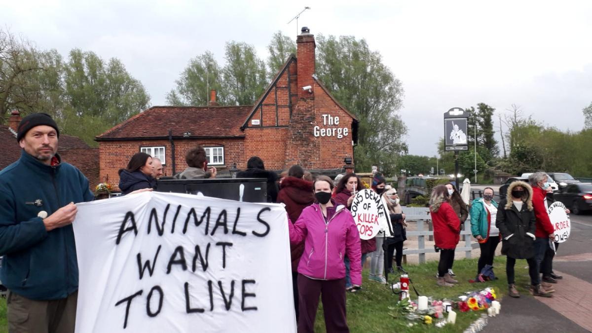 Vegan Action for Animals vigil in memory of cow killed last week in Woodley
