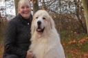 Boris the gigantic Bracknell dog makes our picture of the week