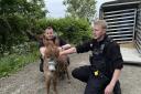 Moment stolen baby donkey Moon is rescued by Thames Valley police
