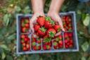 Five places to pick your own fruit and vegetables in Berkshire this summer
