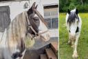 Horse given new life after being brutally beaten by two men