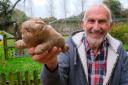 Man unearthed potato that bears striking resemblance to XL bully dog