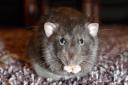 A stock image of a rat. An infestation where neighbours claimed that rats the size of cats were roaming an estate in Coley has been resolved. Credit: Derek Sewell from Pixabay