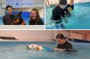 Border collie is able to walk again after dog swimming lessons