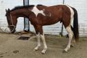 Man banned from keeping horses over mistreatment of animal