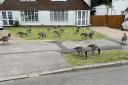Geese on neighbours' lawns in Maiden Erlegh