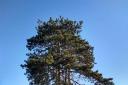 The mature pine trees in Gunthorpe Road