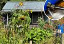 File photos of an allotment and a broken water pipe