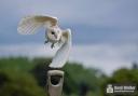 An owl as captured by Camera Club member Benji Walker