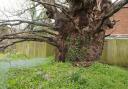 The base and girth of the Kings Spy Oak at 19 Gayhurst, Caversham, which has a Tree Preservation Order on it. Credit: Jennifer Leach
