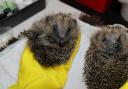Hedgehog rescues in Berkshire are 
