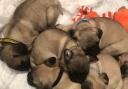 Rescued Pug puppies named after Santa’s reindeer spend first Christmas at home