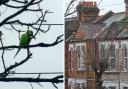 Public share their photos of the exotic green birds around Reading