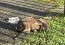 Is this your bunny? Rogue rabbit discovered near Caversham