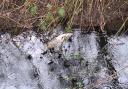 Thames Water fined £24 Million for polluting rivers  - Here are spills in Berkshire