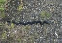 RARE black adder spotted amid snake warnings across Berkshire