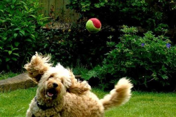 The pooch was eager to get the ball (Andrea Hayes)