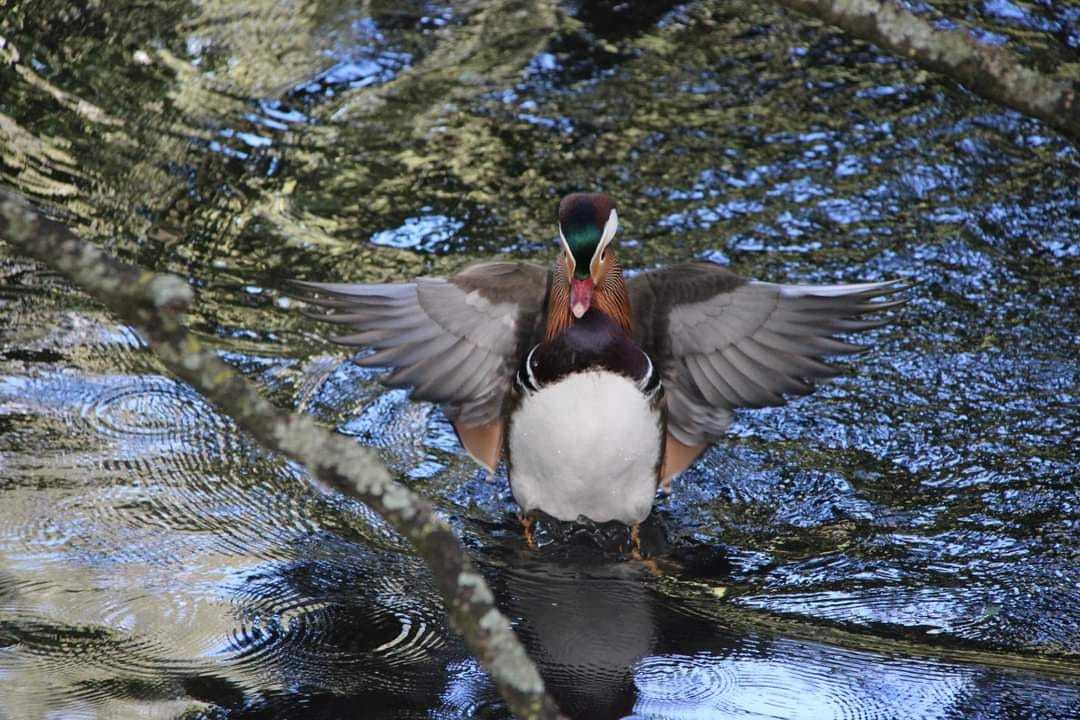 This duck was caught by the cameras (Susan Ing)