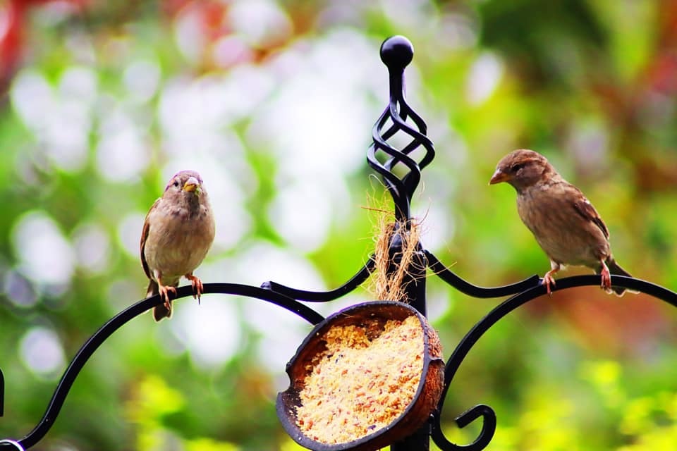 These birds were enjoying the autumn air (Vikki Peedle)