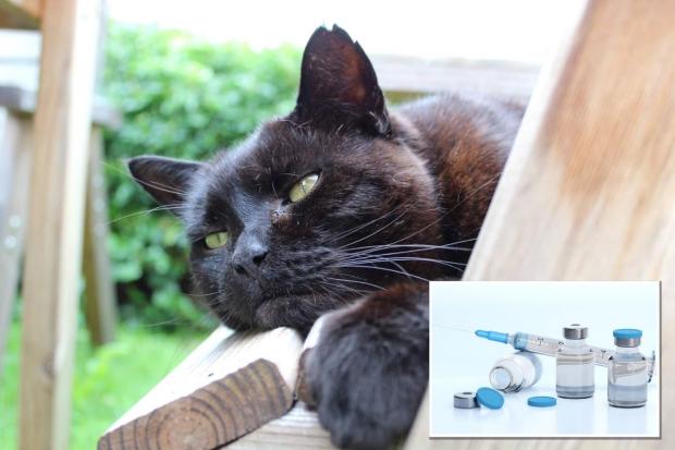 Reading vets are reassuring residents about the supply of cat vaccines amid a shortage