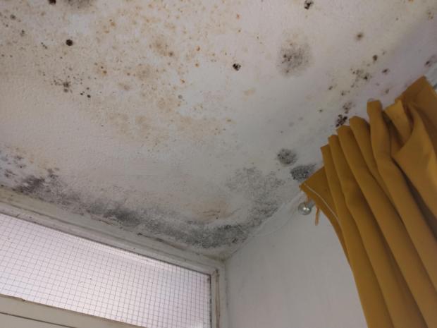 Reading Chronicle: There is mould above Elaine Parry-Taylor's bedding area. She says that she has had to throw sheets and clothing away because they have been ruined by the mould. Credit: James Aldridge, Local Democracy Reporter